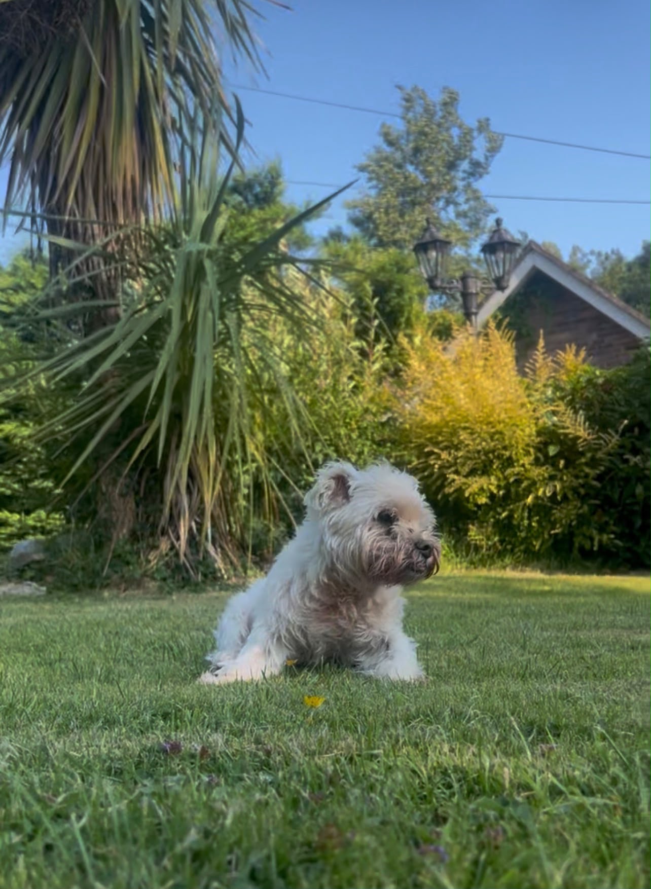 Mufasa, a white Maltese–Westie mix, sitting in his garden